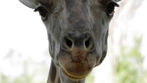 head of a curious giraffe
