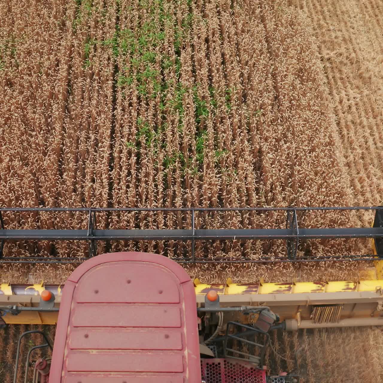 Combine harvester front moves along the wheat field. Mower rotating and cutting dry crops. Top view