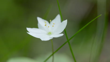 macro shot of a white starflower, showing fine textures and natural beauty