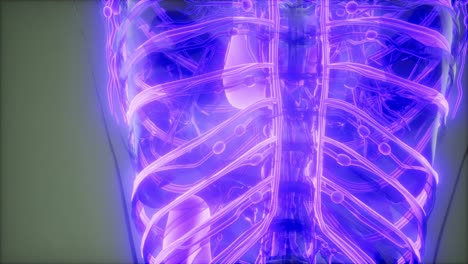 vasos sanguíneos del cuerpo humano