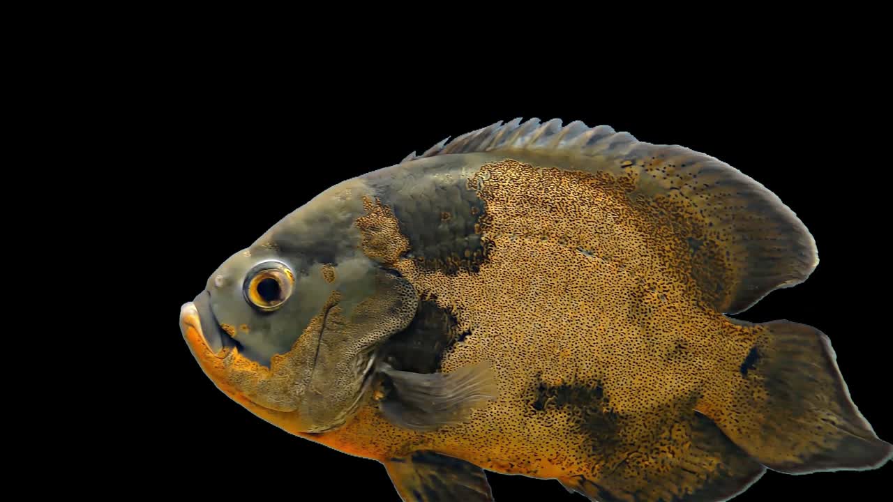 амазонская тропическая рыба - тигр оскар, черный фон, хроматический ключ