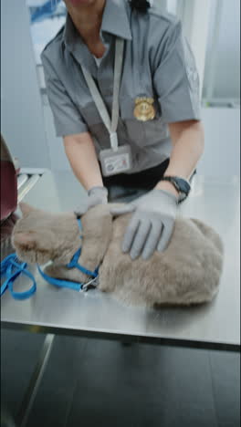 airport pet inspection