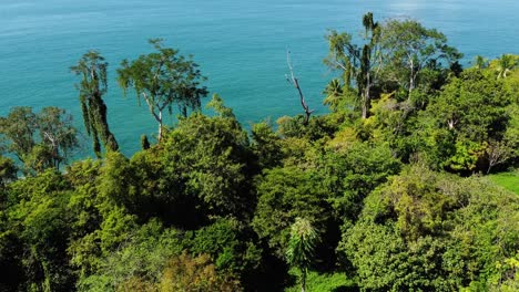 Disparo-Aéreo-De-Un-Dron-Que-Revela-Un-Majestuoso-Pájaro-águila-Pescadora-Descansando-En-Una-Rama-Cerca-Del-Mar,-Movimiento-Hacia-Adelante