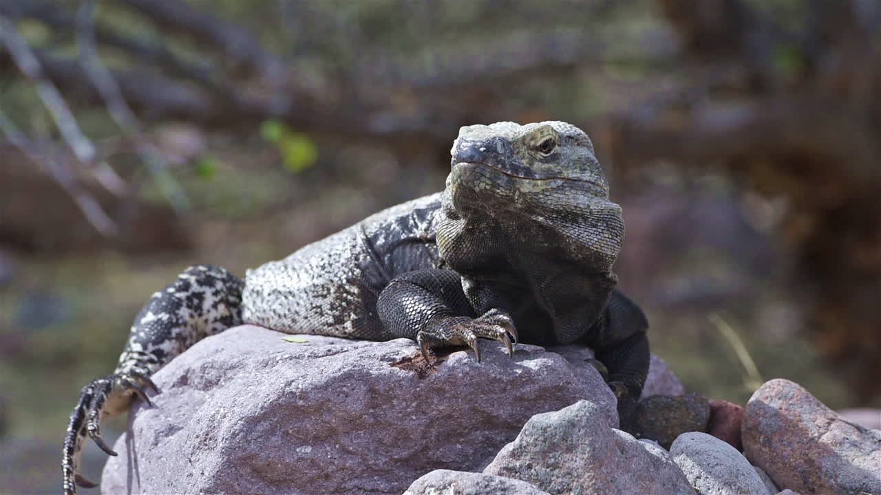 шипохвостая игуана сидит на солнце