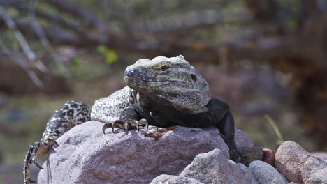 una iguana de cola espinosa se sienta al sol