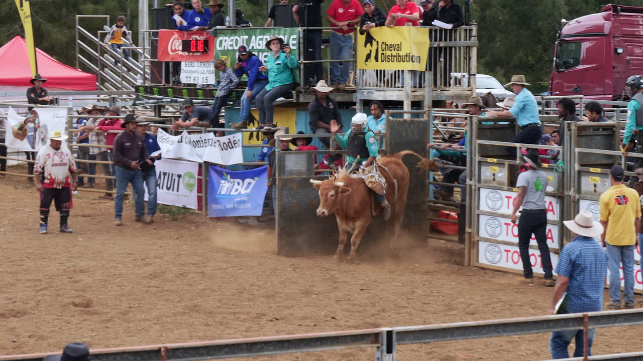Young stockman riding frenetic wild bull at the Foire de Bourail event. 60fps