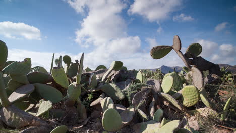 Cactus-Timelapse-00