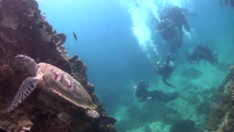 Hawksbill-turtle-at-Koh-Tao-9