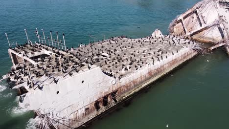 Massive-flock-of-black-cormorant-birds-sitting-on-SS-Palo-Alto,-sunken-concrete-ship