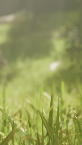 close-up of green grass blades