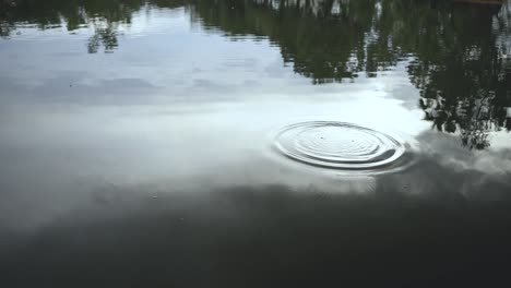 close up of a lake where a stone is thrown in. waves on a lake created by a stone.