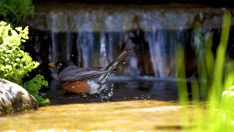 Un-Petirrojo-Americano-Tomando-Un-Baño-En-Un-Arroyo-Poco-Profundo---Cámara-Lenta