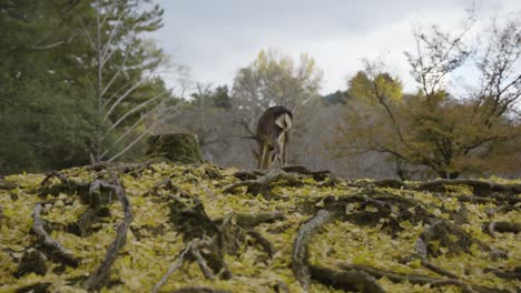 nara deer in autumn scene, slow motion with yellow leaves of ground