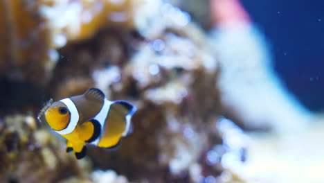 close shot of a clownfish eating