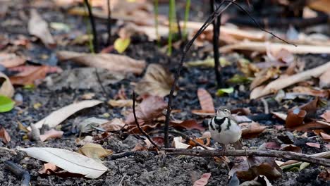 the forest wagtail is a passerine bird foraging on branches, forest grounds, tail wagging constantly sideways