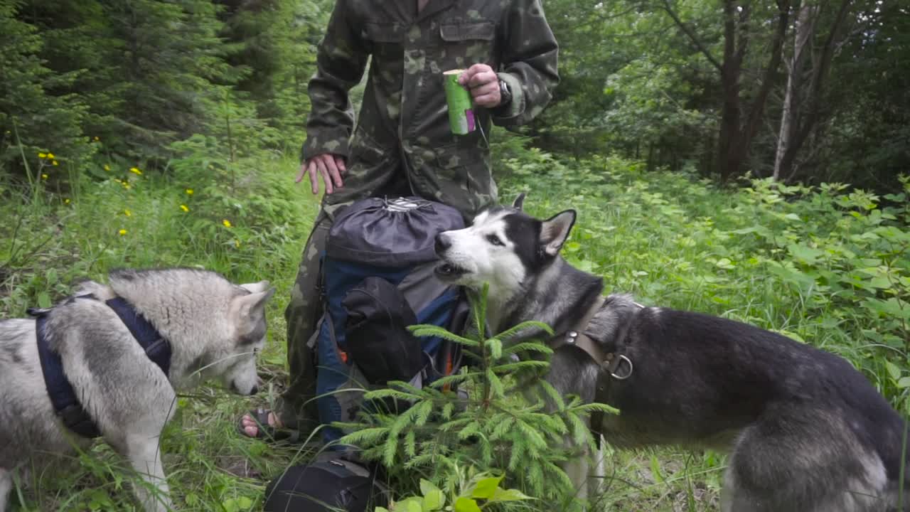 허스키는 숲 사이의 빈터에서 쿠키를 먹는다