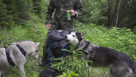 huskies eat cookies in a forest glade