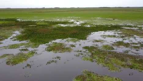 wetlands of northeast argentina shooted with drone