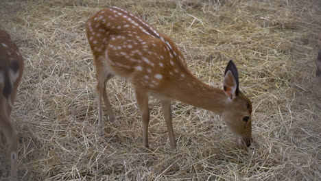 spotted deer in a farm