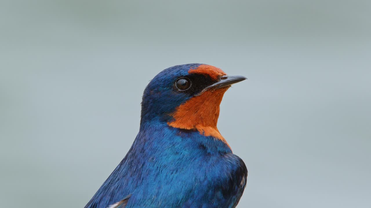Primo piano di una rondine pettorosso che muove la testa mentre è appollaiata, che mostra un piumaggio blu e arancione, un becco affilato e una postura attenta di un piccolo uccello passeriforme africano
