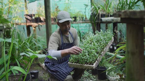 Jardinero-Afroamericano-Cuidando-Plantas-En-El-Centro-De-Jardinería