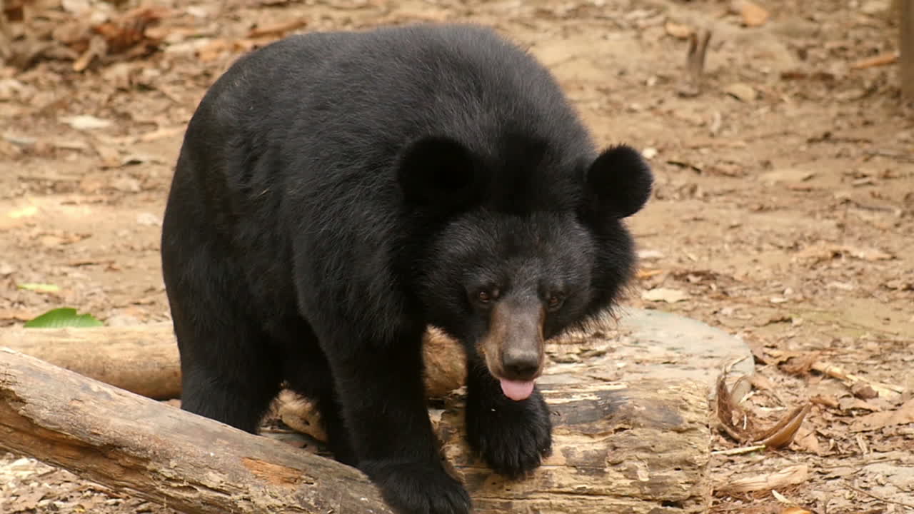 Orso nero nel suo habitat naturale