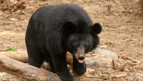 black bear in its natural habitat