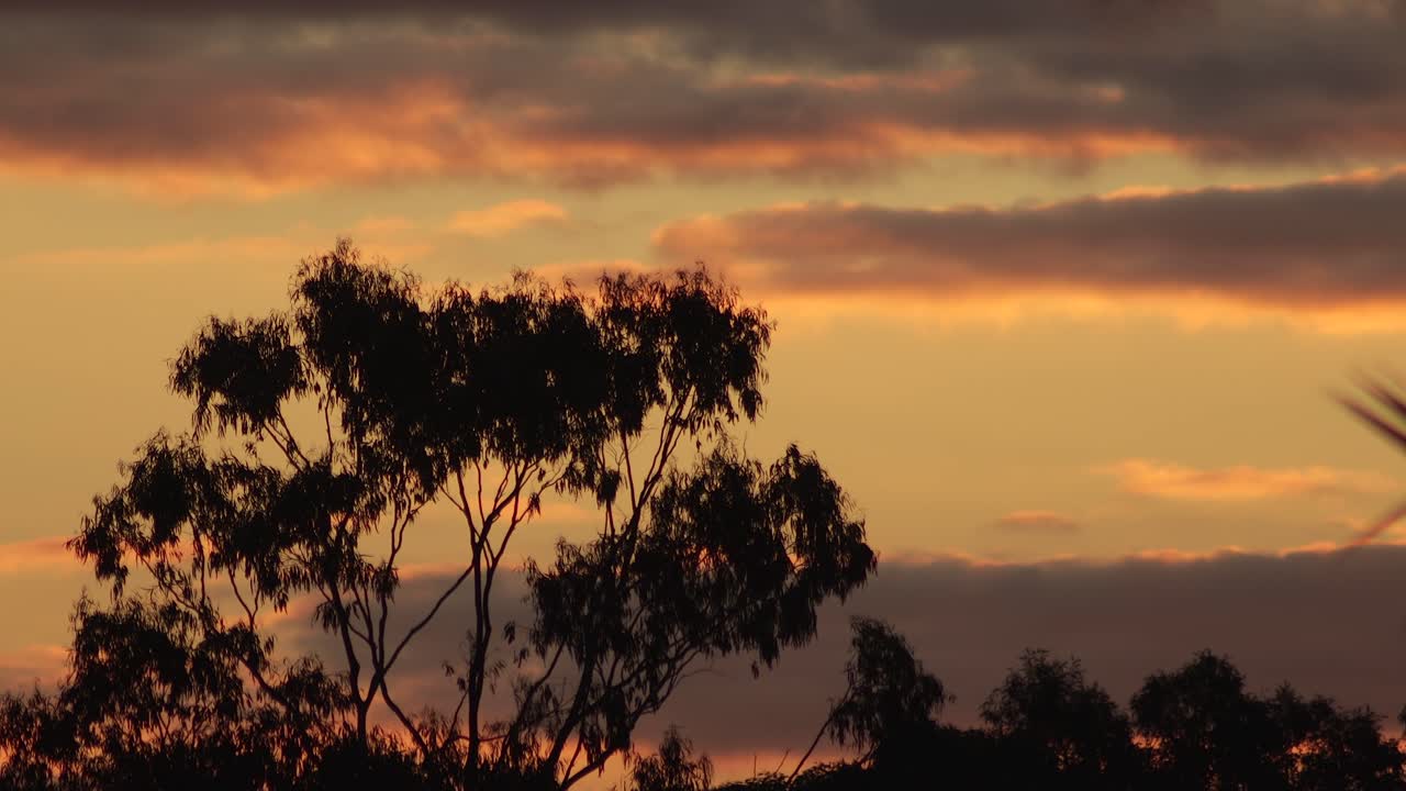 australia puesta de sol timelapse crepúsculo grandes árboles de goma y nubes en el cielo australia maffra gippsland victoria