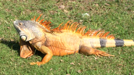 Close-up-of-a-giant-orange-iguanas-standing-in-front-of-the-camera,-walking-free-in-the-park-in-Mexico