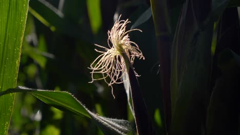 sun highlights corn maize plants