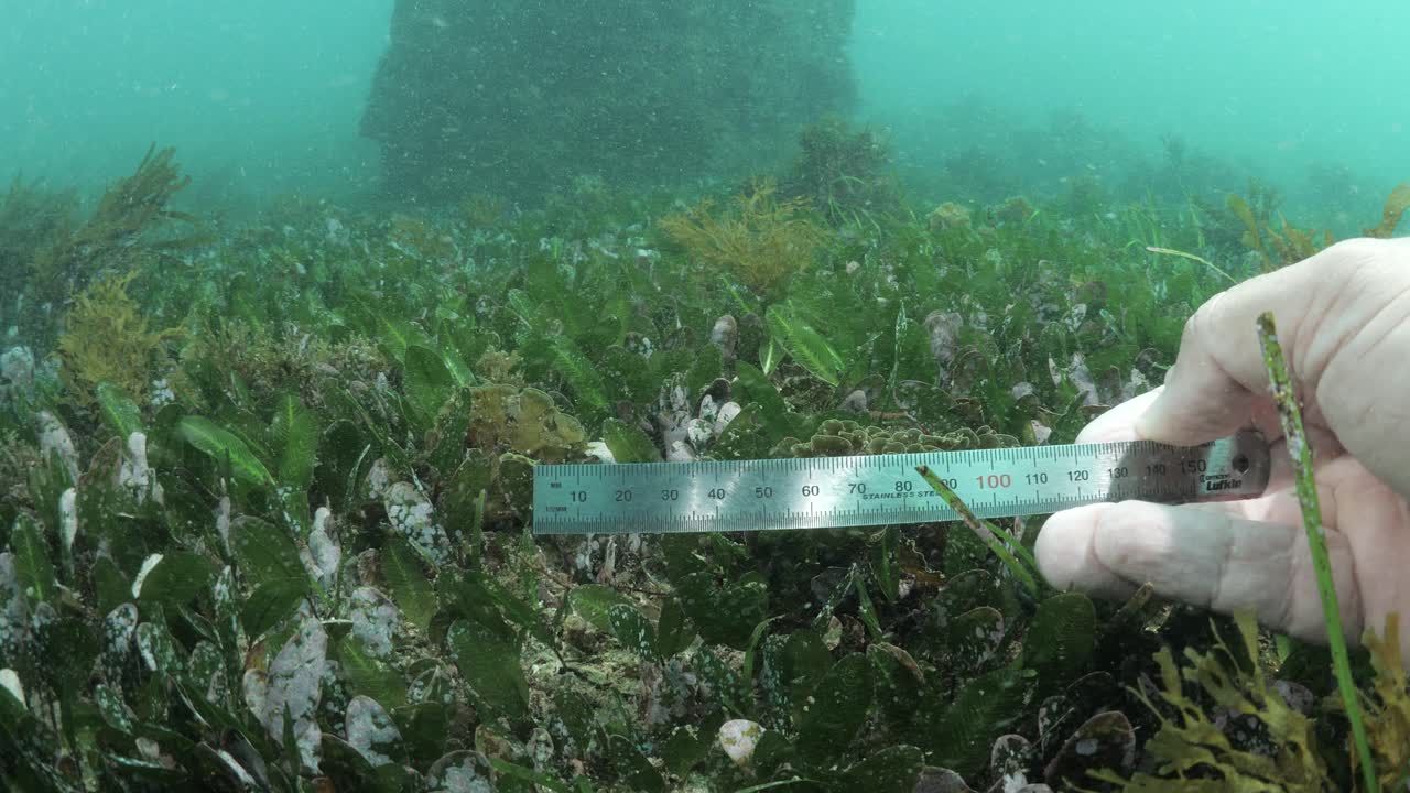 A scuba diver takes measurements of seagrass underwater scuba diving in the ocean for a marine science project