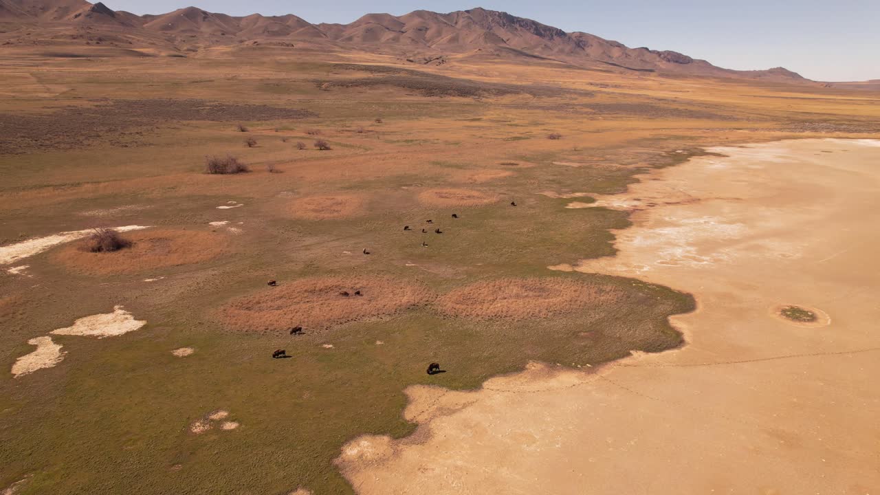 vista aérea de bisontes en el parque de antílopes en utah