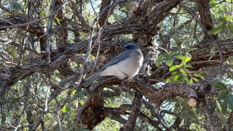 Blue-Jay-bird-sits-on-tree-branch,-then-flies-away,-low-angle-view