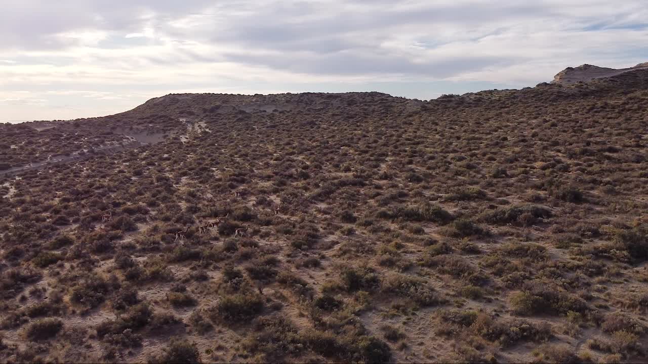 grupo de llamas salvajes patagónicas llamadas guanacos en el valle desértico de península valdés - toma aérea