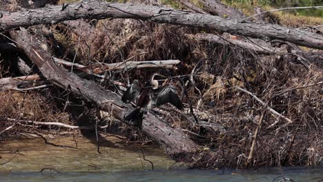 bird perched on tree by water