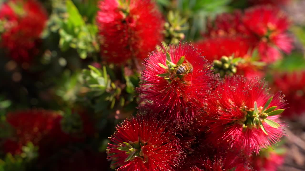 abeja polinizando flores rojas y volando en las plantas del vecindario