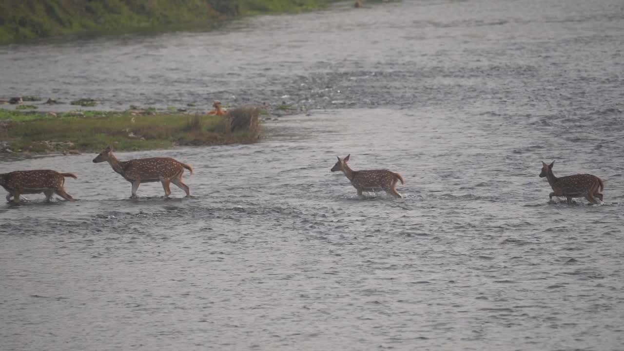 Alcuni cervi pomellati attraversano un fiume nel Parco Nazionale di Chitwan.