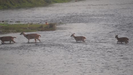 Einige-Gefleckte-Rehe,-Die-Einen-Fluss-Im-Chitwan-Nationalpark-überqueren