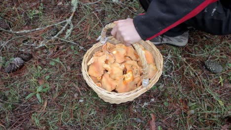 picking up saffron milk cap mushrooms in the forest in northern spain