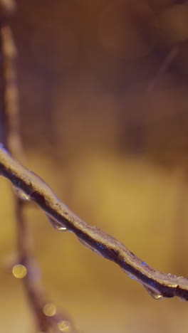 frost-covered winter berries hang from delicate branches, glistening under warm golden light while gently fluttering in the wind against a blurred, atmospheric background