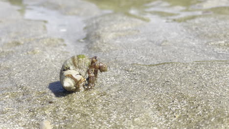 close up shot of a hermit crab on wet sand at low tide, on a bright sunny day