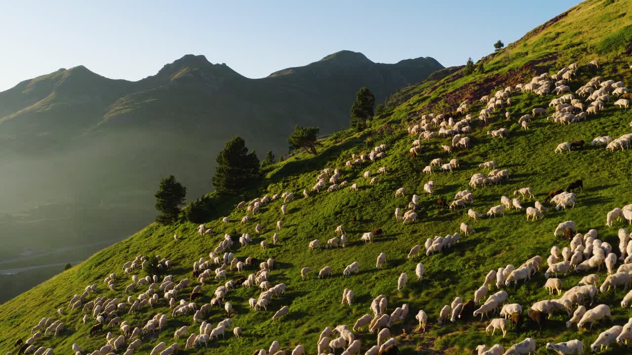 Un grande gregge di pecore al pascolo su una collina verde