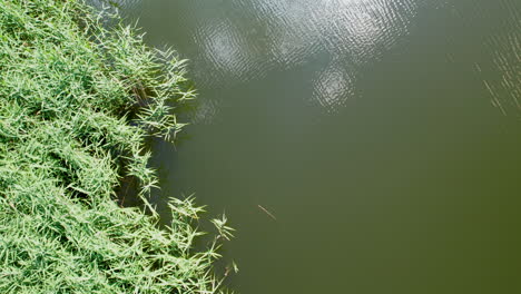 Captura-De-La-Orilla-Del-Estanque-Con-Juncos-Verdes-Que-Se-Mecen-En-El-Viento-Y-Agua-Ligeramente-Ondulada---Antena-De-Arriba-Hacia-Abajo