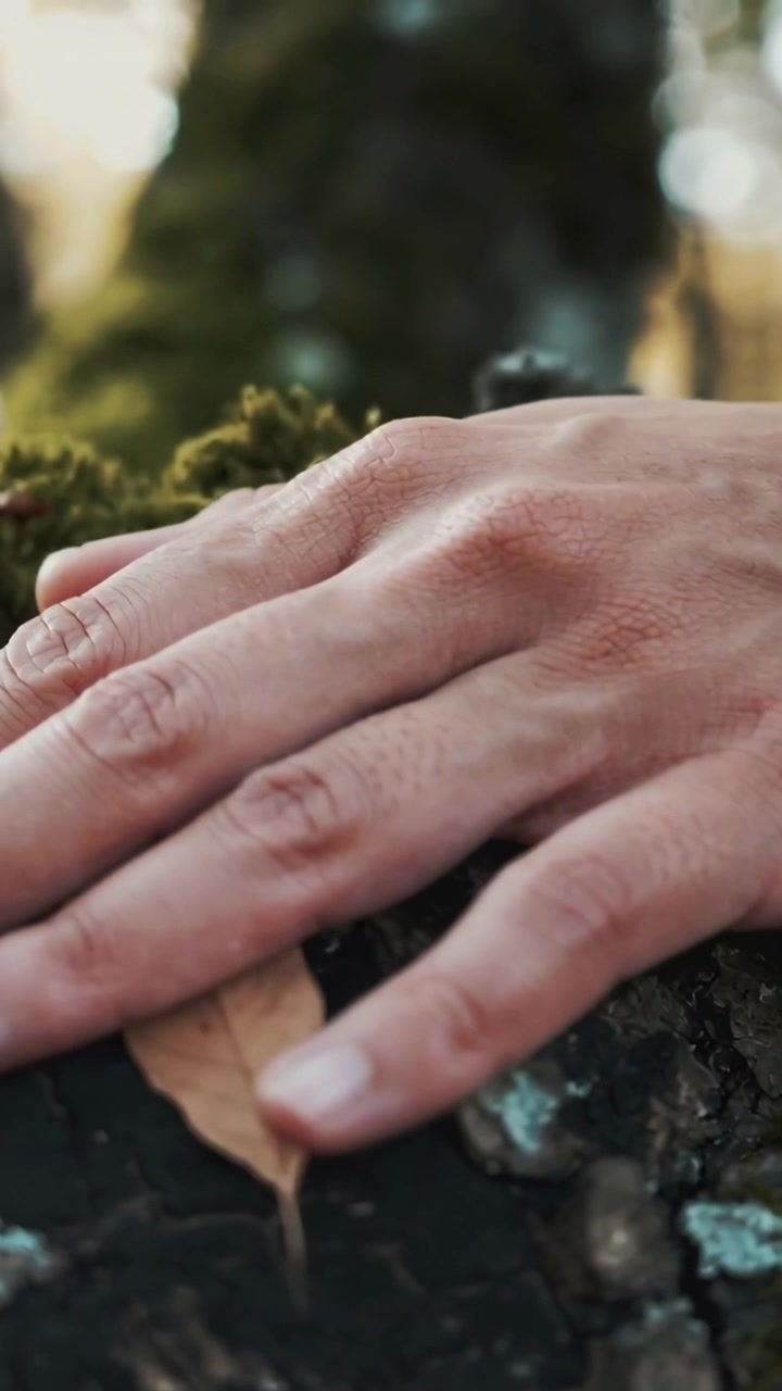 Vertical video: Placing hand on moss in woods, pressing and sliding, finding leaf and feeling bark