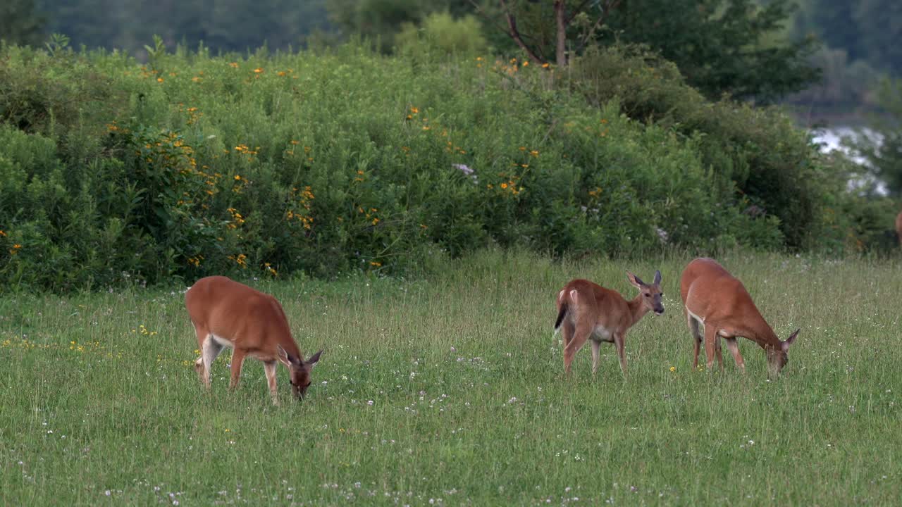 venado de cola blanca alimentándose en un campo de hierba a la luz de la tarde