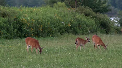 Venado-De-Cola-Blanca-Alimentándose-En-Un-Campo-De-Hierba-A-La-Luz-De-La-Tarde