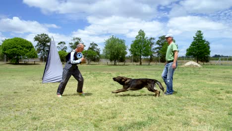 trainer training a shepherd dog in the field 4k