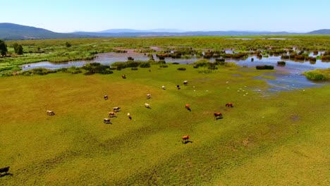 aerial shot of the wet zone of tonga el kala