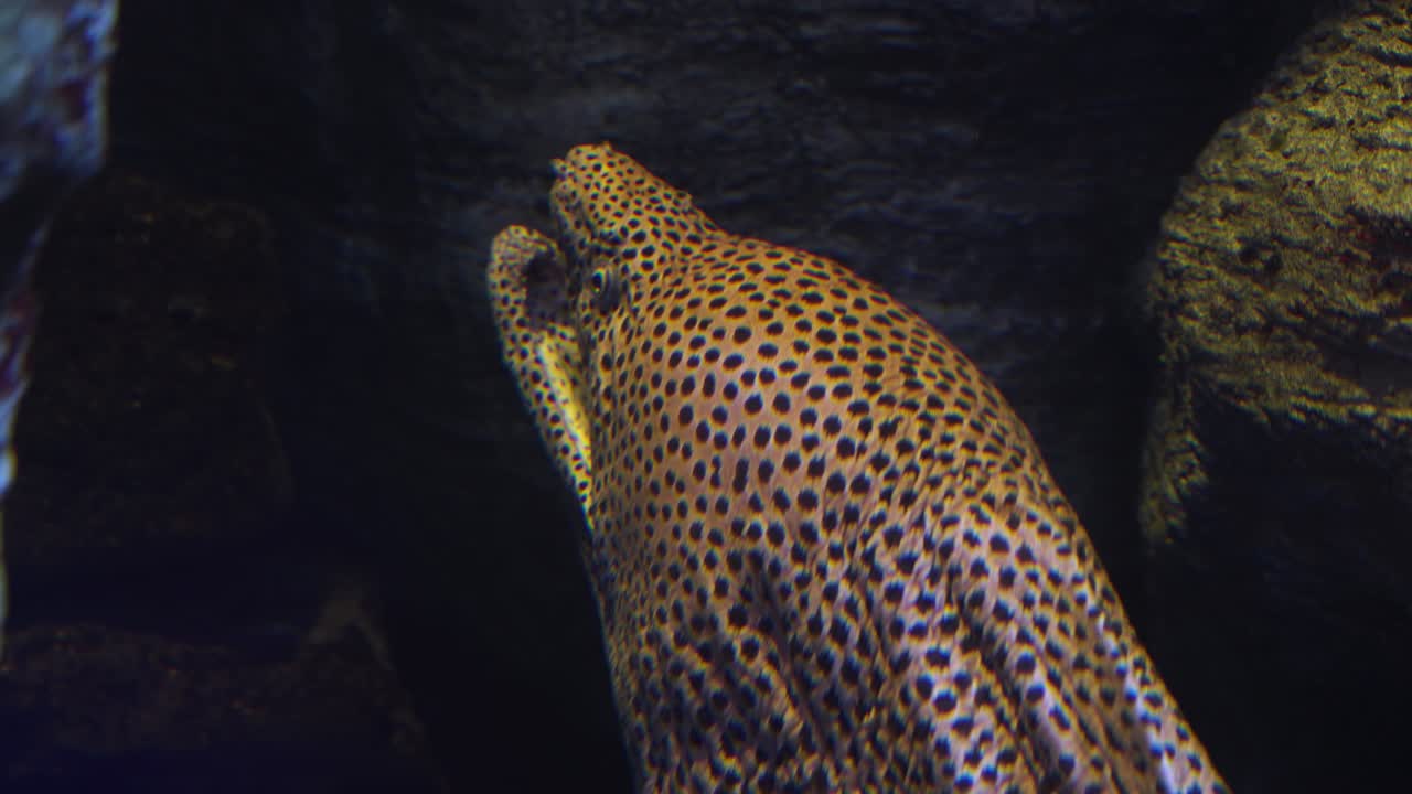Close up view of a massive Spotted Moray Eel with distinctive black spot markings emerging from its dark rocky crevice in tropical reef environment
