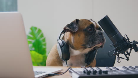 una foto divertida de un bulldog francés de mascota grabando un podcast con auriculares y sentado detrás del micrófono.